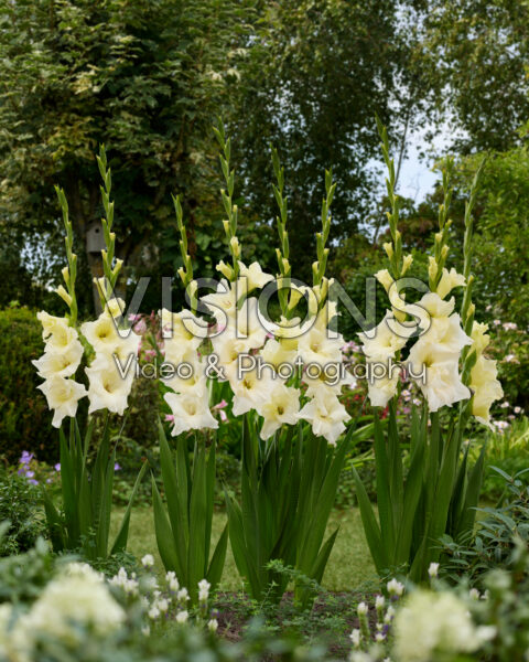 Gladiolus Speed Date Gladiolus Speed Date