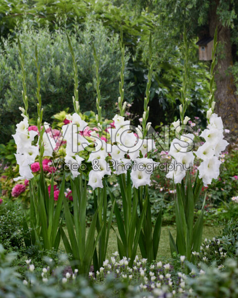 Gladiolus Piet Mohlen Gladiolus Piet Mohlen