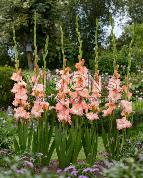 Gladiolus Monte Gordo Gladiolus Monte Gordo