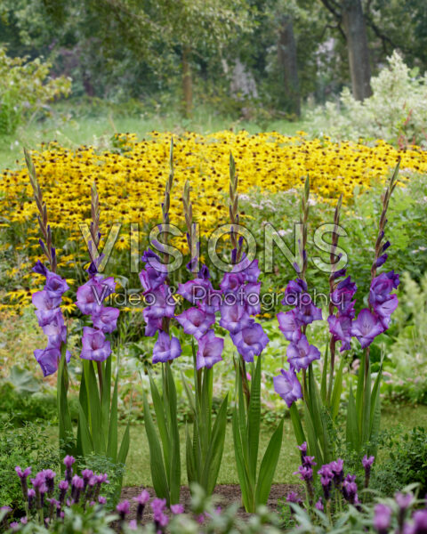 Gladiolus Chemistry Gladiolus Chemistry