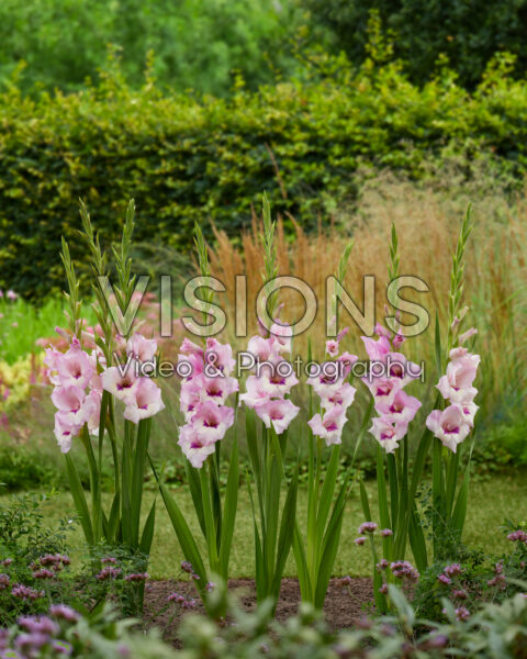 Gladiolus Zamora Gladiolus Zamora