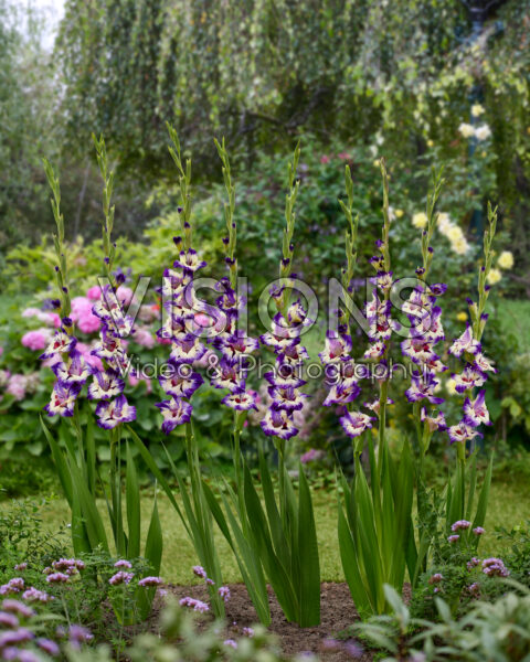 Gladiolus Circus Color Gladiolus Circus Color