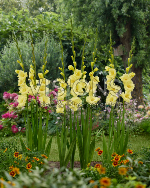 Gladiolus Bananarama Gladiolus Bananarama
