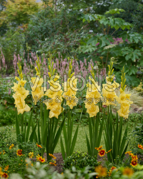 Gladiolus yellow