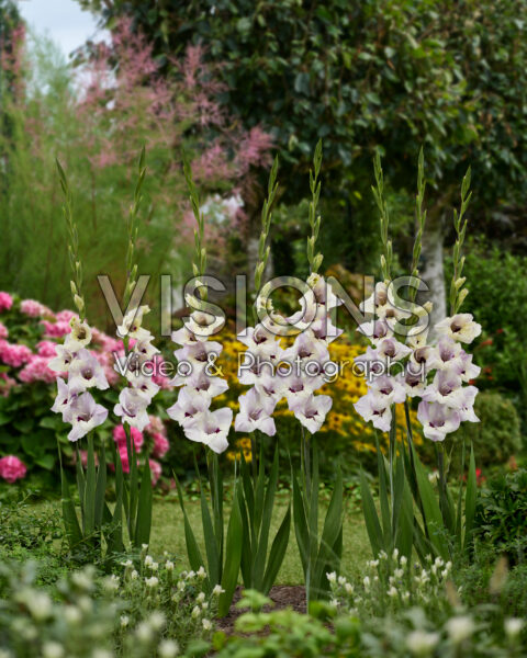 Gladiolus pastel purple