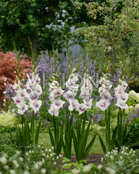 Gladiolus Aviol Gladiolus Aviol