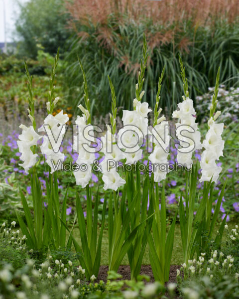 Gladiolus Nova Zembla Gladiolus Nova Zembla