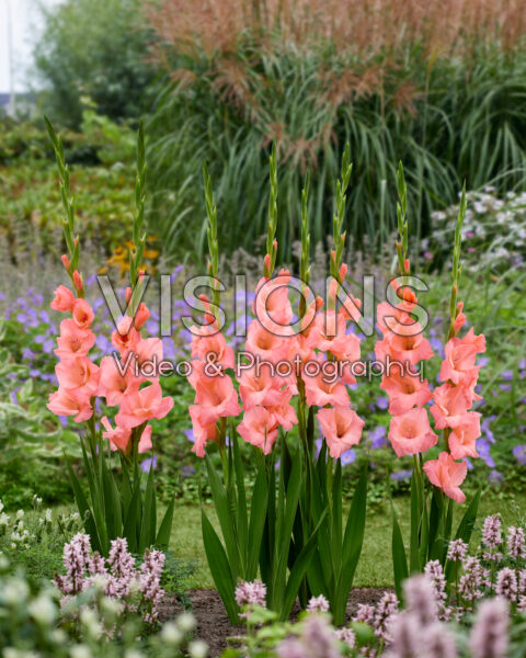 Gladiolus Sugar Babe Gladiolus Sugar Babe