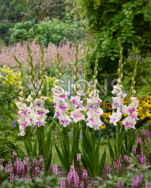 Gladiolus Violet Heart Gladiolus Violet Heart