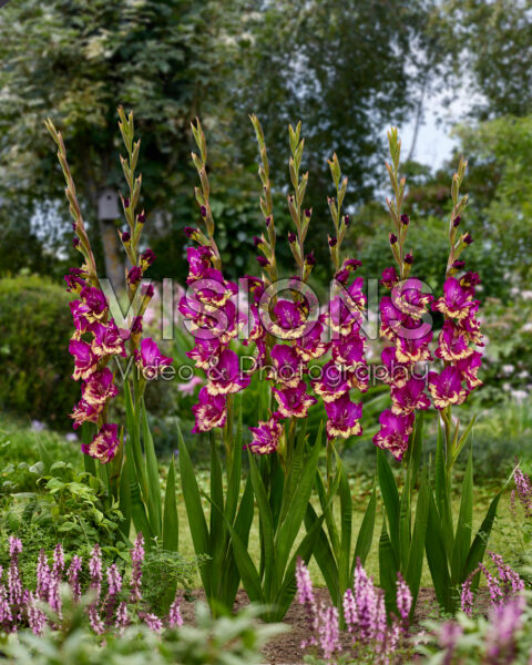 Gladiolus Colour Club Gladiolus Colour Club
