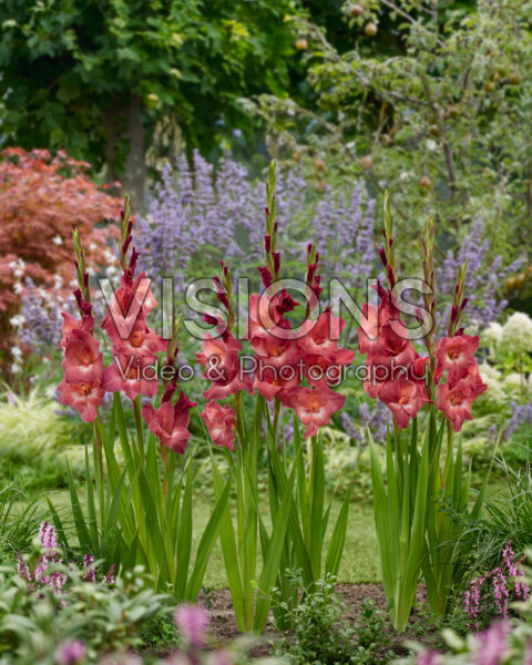 Gladiolus Indian Summer Gladiolus Indian Summer