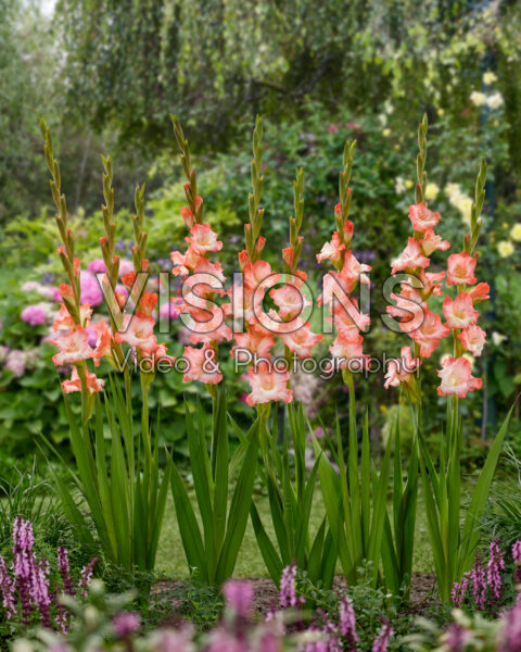 Gladiolus Dolce Vita Gladiolus Dolce Vita