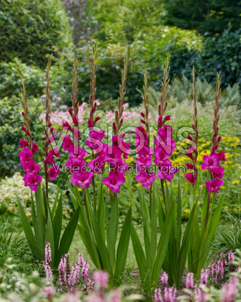 Gladiolus Kenia Gladiolus Kenia