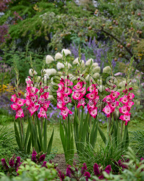Gladiolus Lizzy Gladiolus Lizzy