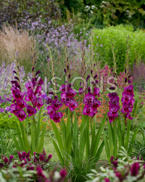 Gladiolus purple