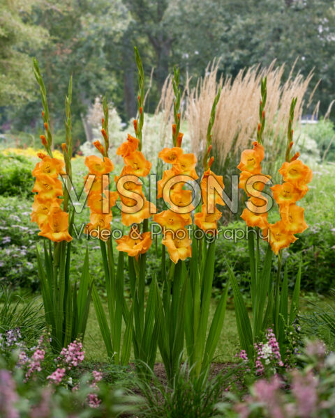 Gladiolus Peche Melba Gladiolus Peche Melba