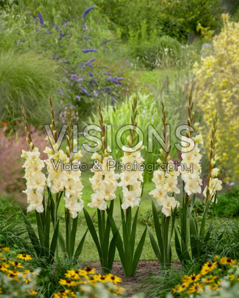 Gladiolus Dreamy Creamy Gladiolus Dreamy Creamy