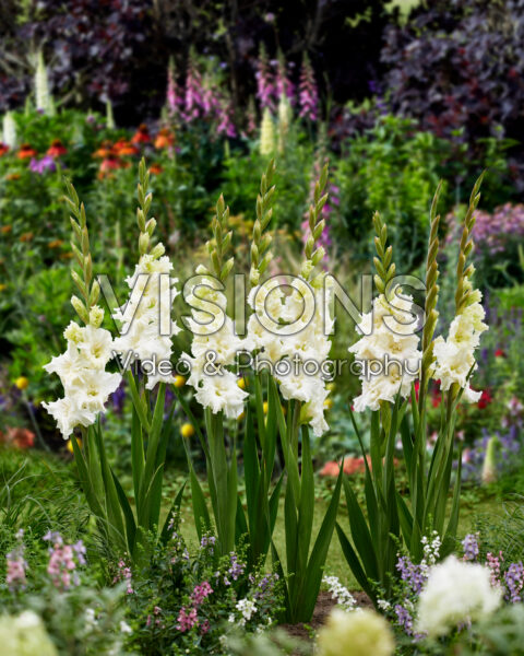 Gladiolus white