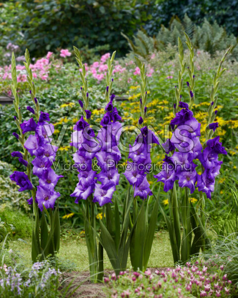 Gladiolus Mojito Gladiolus Mojito