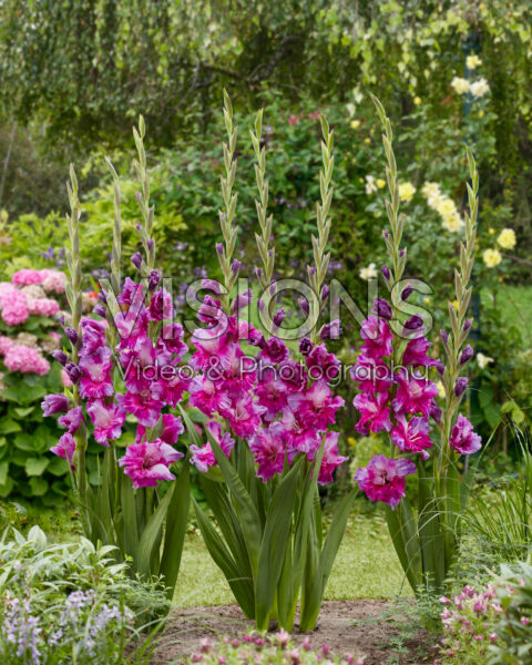 Gladiolus Purple Art Gladiolus Purple Art