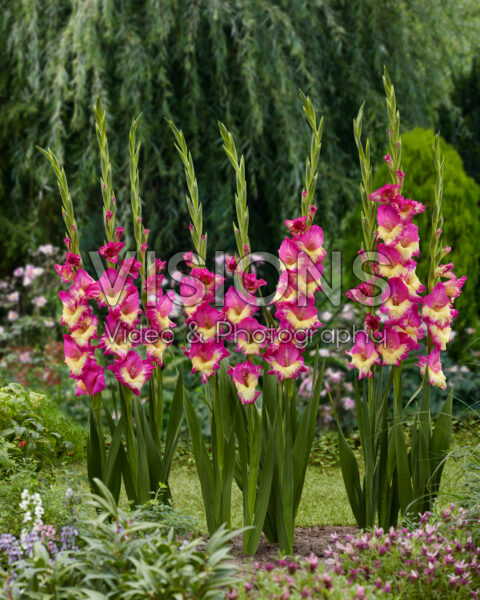 Gladiolus Extravert Gladiolus Extravert