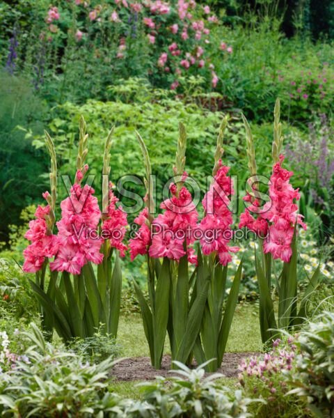 Gladiolus Kingston Ruffle Gladiolus Kingston Ruffle