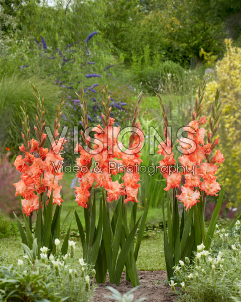 Gladiolus Coral Crush Gladiolus Coral Crush