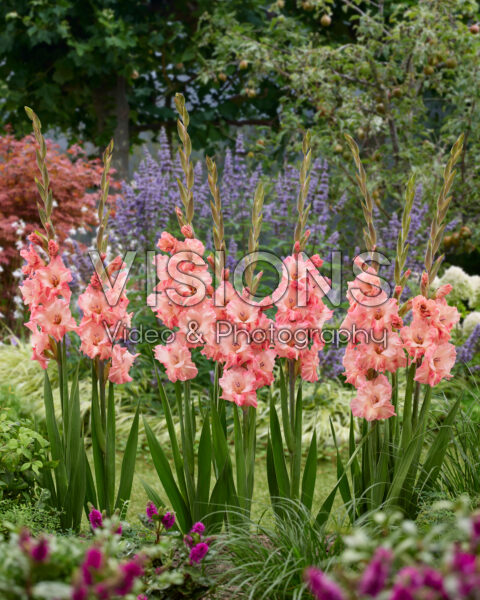 Gladiolus Cherry Candy Gladiolus Cherry Candy