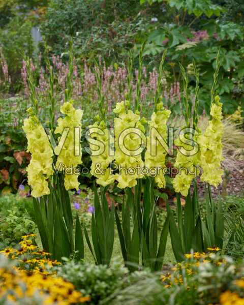 Gladiolus Kio Gladiolus Kio
