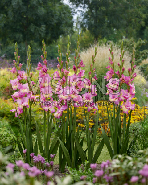 Gladiolus Sunbelt