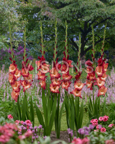 Gladiolus Ocaso Gladiolus Ocaso