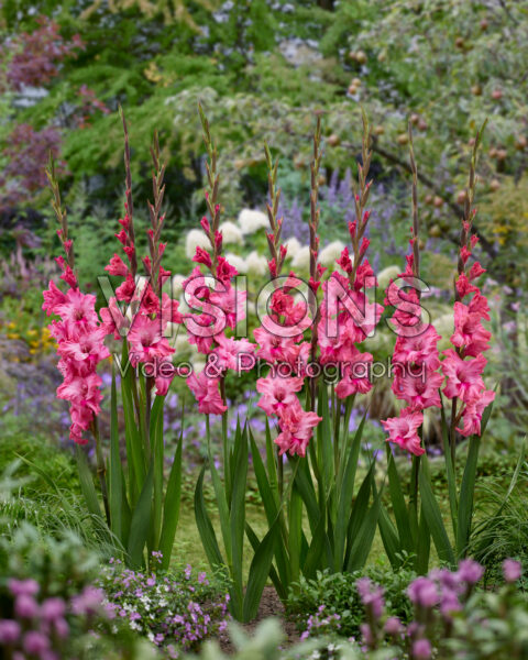 GOOD-LOOKING GLADIOLUS GARDEN