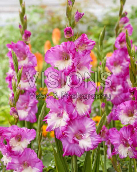 Gladiolus Anouk