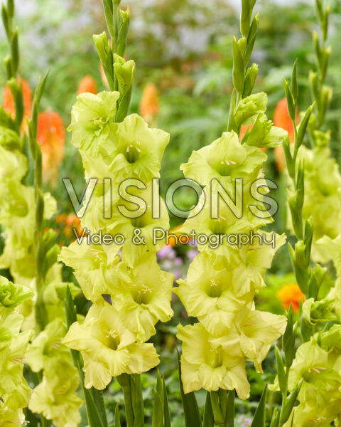 Gladiolus DingaDong
