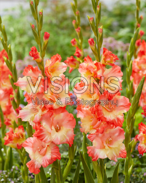 Gladiolus Gerona