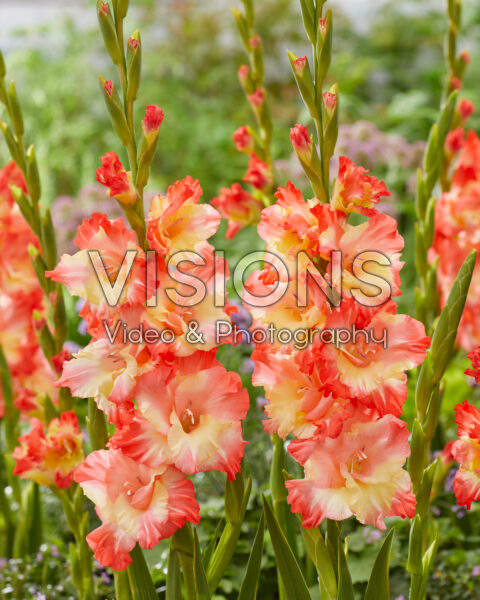 Gladiolus Gerona Gladiolus Gerona