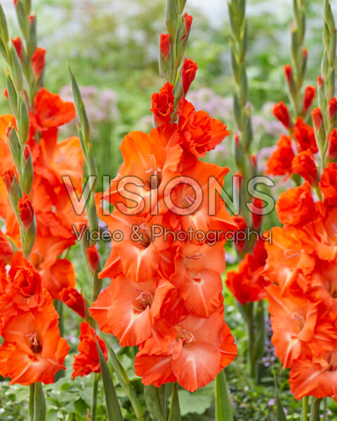 Gladiolus Stormy Gladiolus Stormy