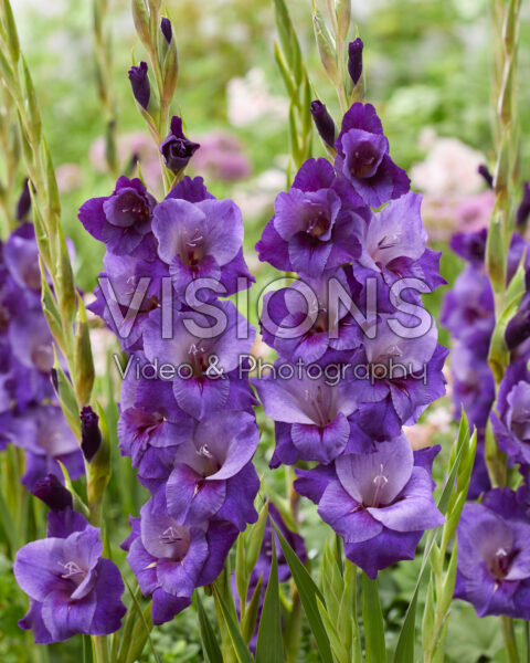 Gladiolus Purple Magic