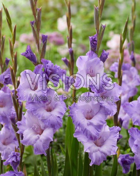 Gladiolus Milka Gladiolus Milka