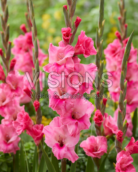 Gladiolus roze gelukzaligheid