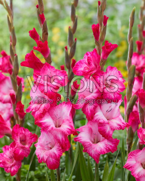 Gladiolus Cantate