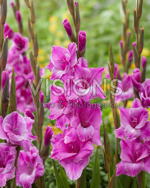 Gladiolus Lavender Frost