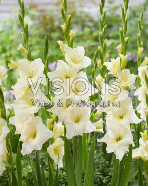 Gladiolus Speed Date