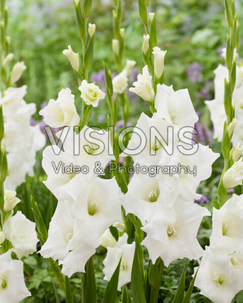 Gladiolus Piet Mohlen Gladiolus Piet Mohlen
