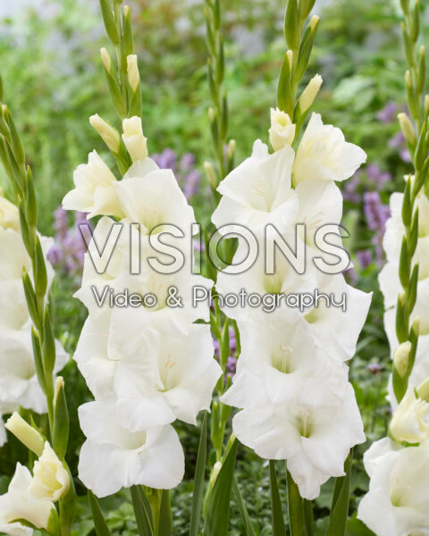 Gladiolus Tibet