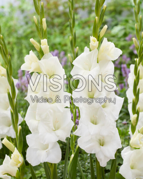 Gladiolus white