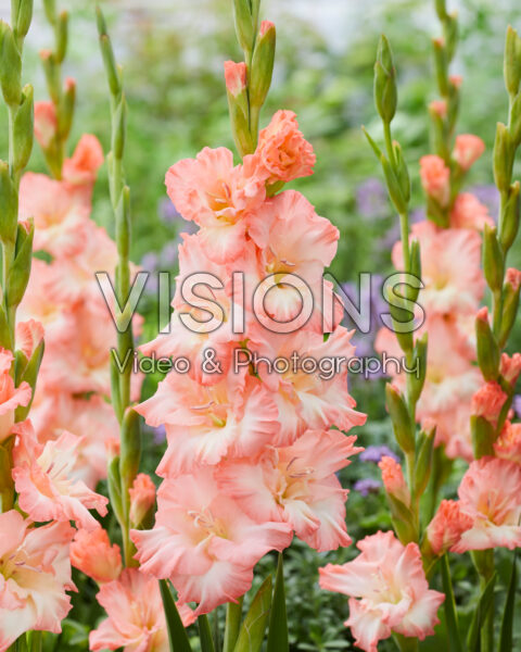 Gladiolus Monte Gordo Gladiolus Monte Gordo