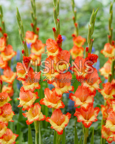 Gladiolus Prinses Margaret Rose