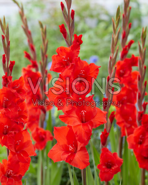 Gladiolus Magma Gladiolus Magma