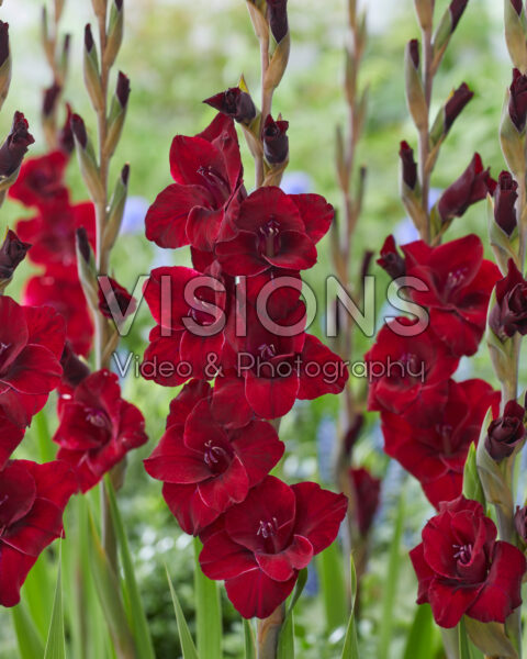 Gladiolus Fat Boy Gladiolus Fat Boy